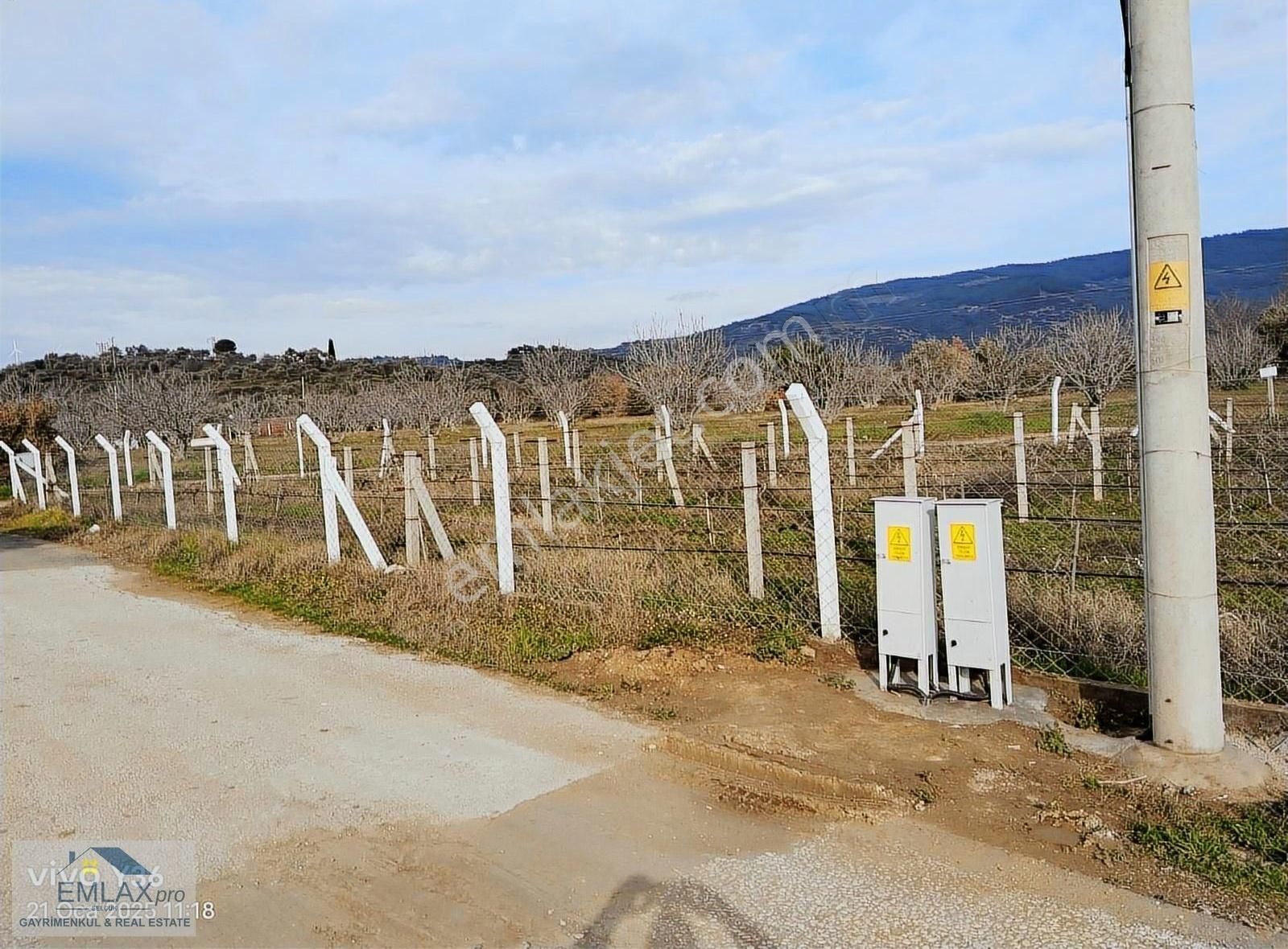 İzmir Selçuk Çamlık Ta Satılık Üzüm Bahçesi - Görsel 3
