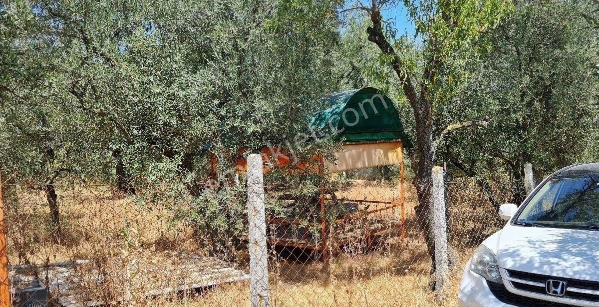 Evim Gayrimenkul Den Edincikte Satılık İki Parsel Bır Arada Zeytinlik - Görsel 17