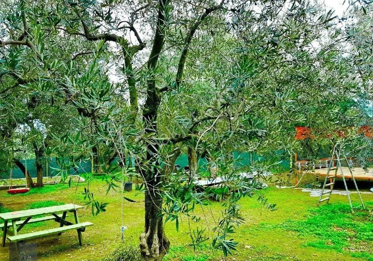 Evim Gayrimenkul Den Edincikte Satılık İki Parsel Bır Arada Zeytinlik - Görsel 19