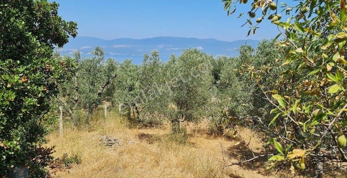 Evim Gayrimenkul Den Edincikte Satılık İki Parsel Bır Arada Zeytinlik - Görsel 3