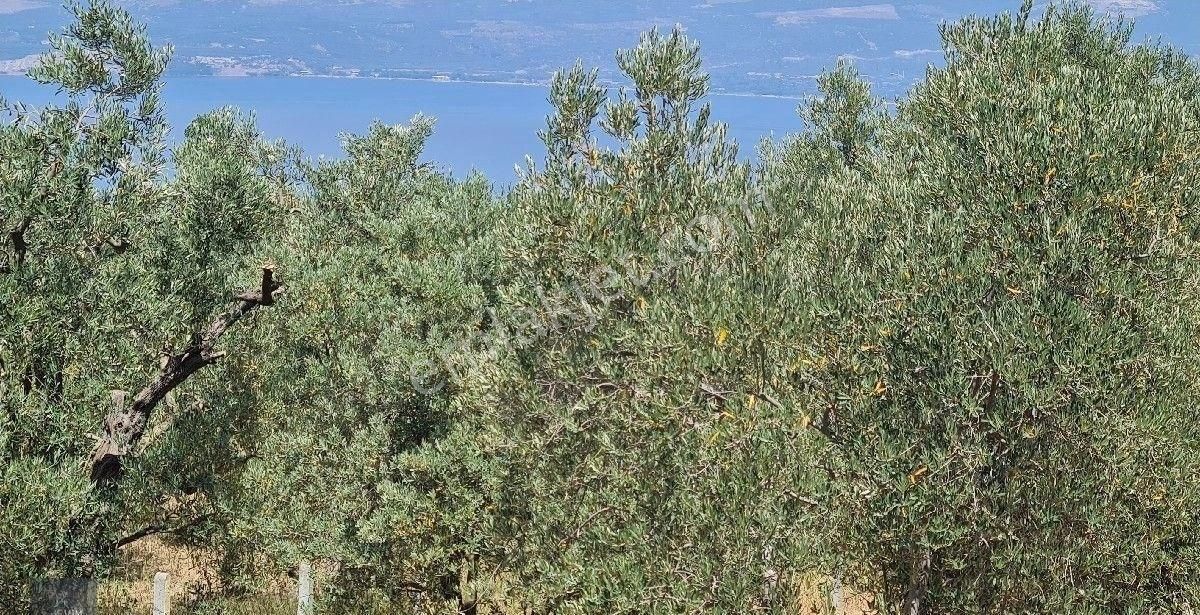 Evim Gayrimenkul Den Edincikte Satılık İki Parsel Bır Arada Zeytinlik - Görsel 10