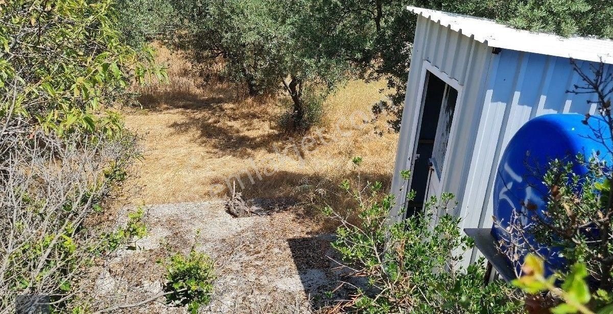 Evim Gayrimenkul Den Edincikte Satılık İki Parsel Bır Arada Zeytinlik - Görsel 4