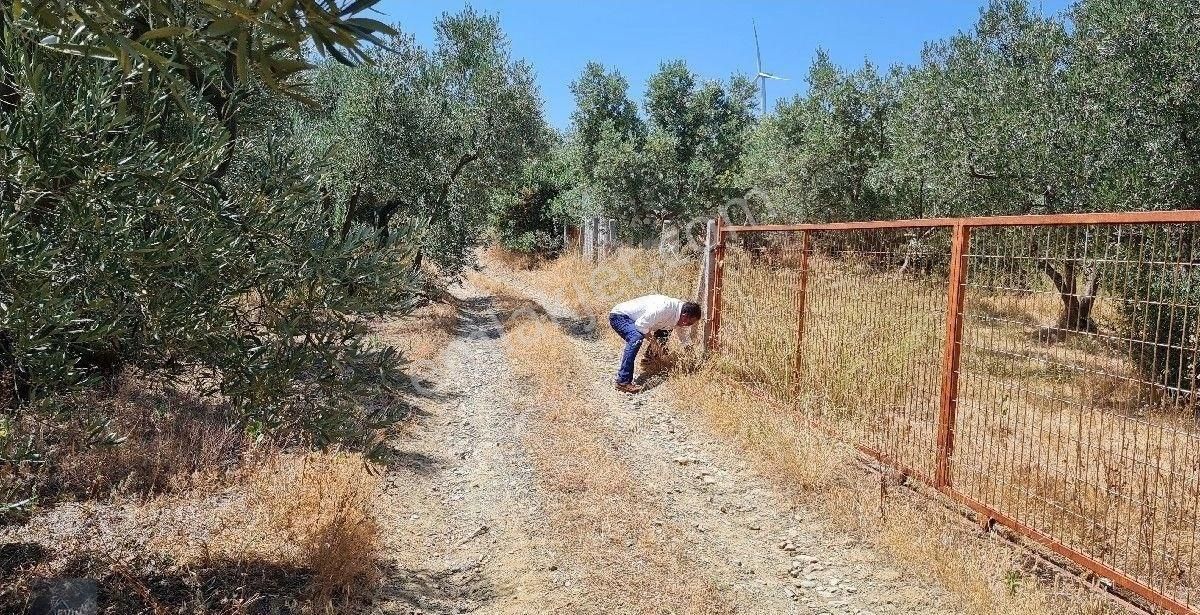 Evim Gayrimenkul Den Edincikte Satılık İki Parsel Bır Arada Zeytinlik - Görsel 2