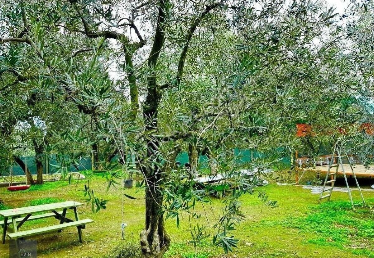 Evim Gayrimenkul Den Edincikte Satılık İki Parsel Bır Arada Zeytinlik - Görsel 20