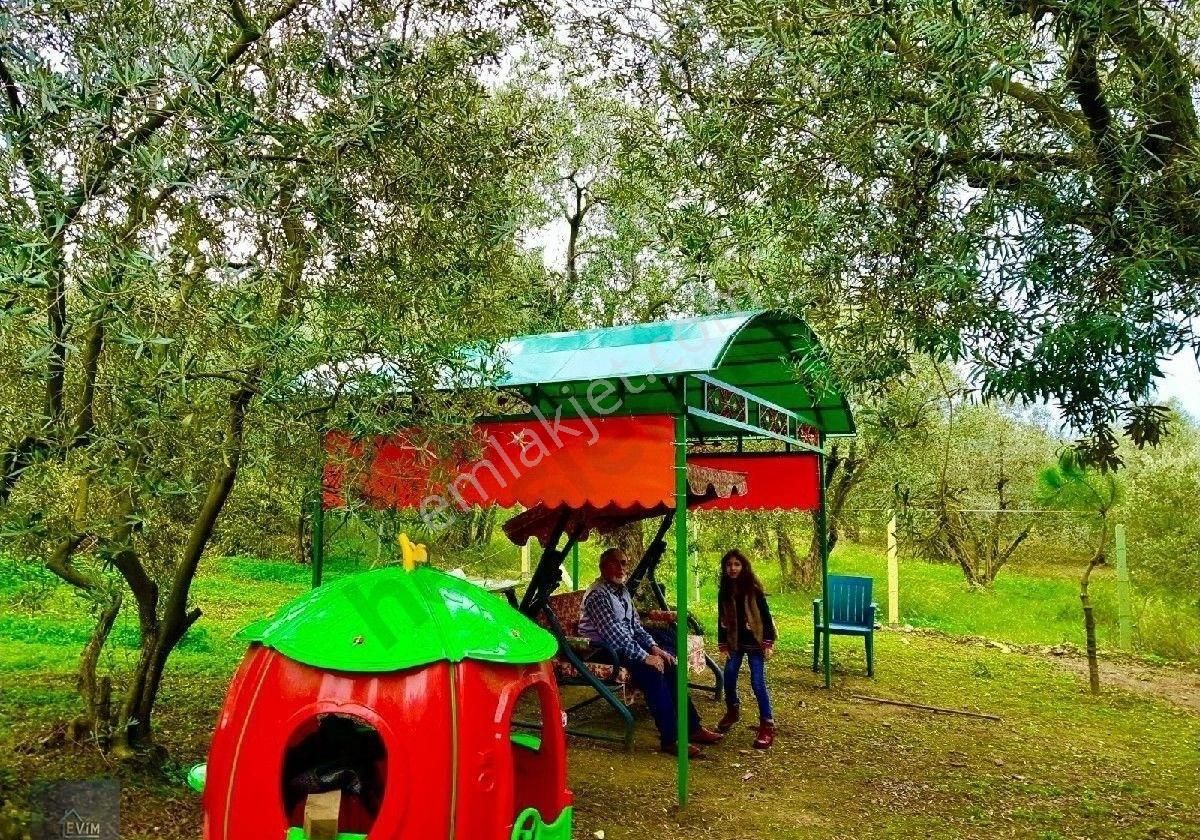Evim Gayrimenkul Den Edincikte Satılık İki Parsel Bır Arada Zeytinlik - Görsel 22