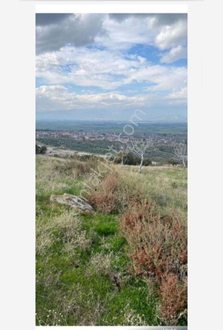 Dönertaş Emlak 10 Dönüm Kuyucak Karapınarda İncir Zeytin - Görsel 3