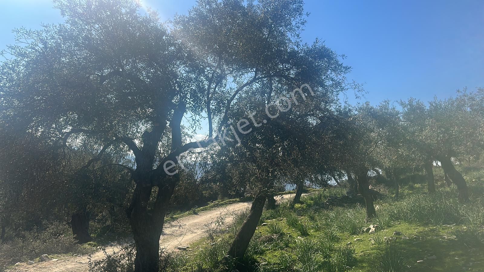 Sökenin En Güzel Köylerinden Satılık Zeytinlik - Görsel 9