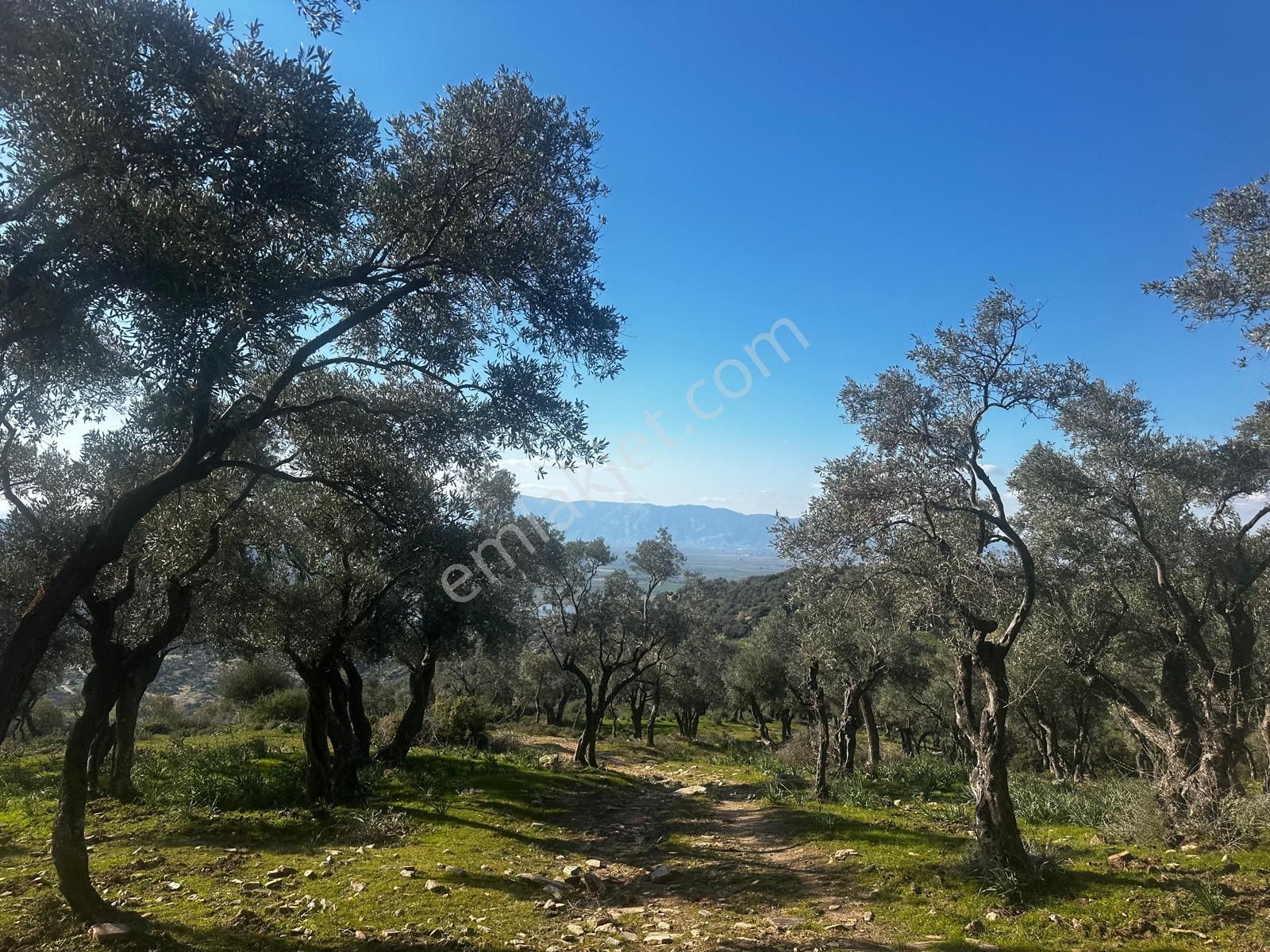 Sökenin En Güzel Köylerinden Satılık Zeytinlik - Görsel 15