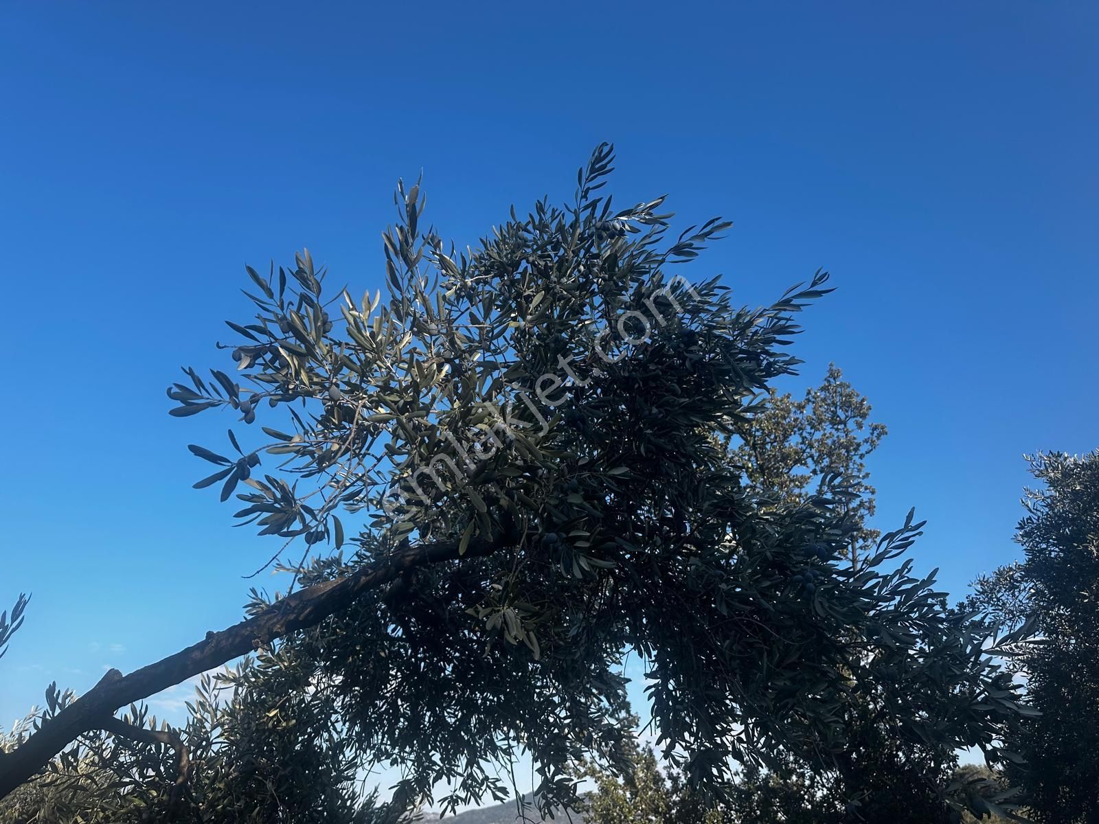 Sökenin En Güzel Köylerinden Satılık Zeytinlik - Görsel 6