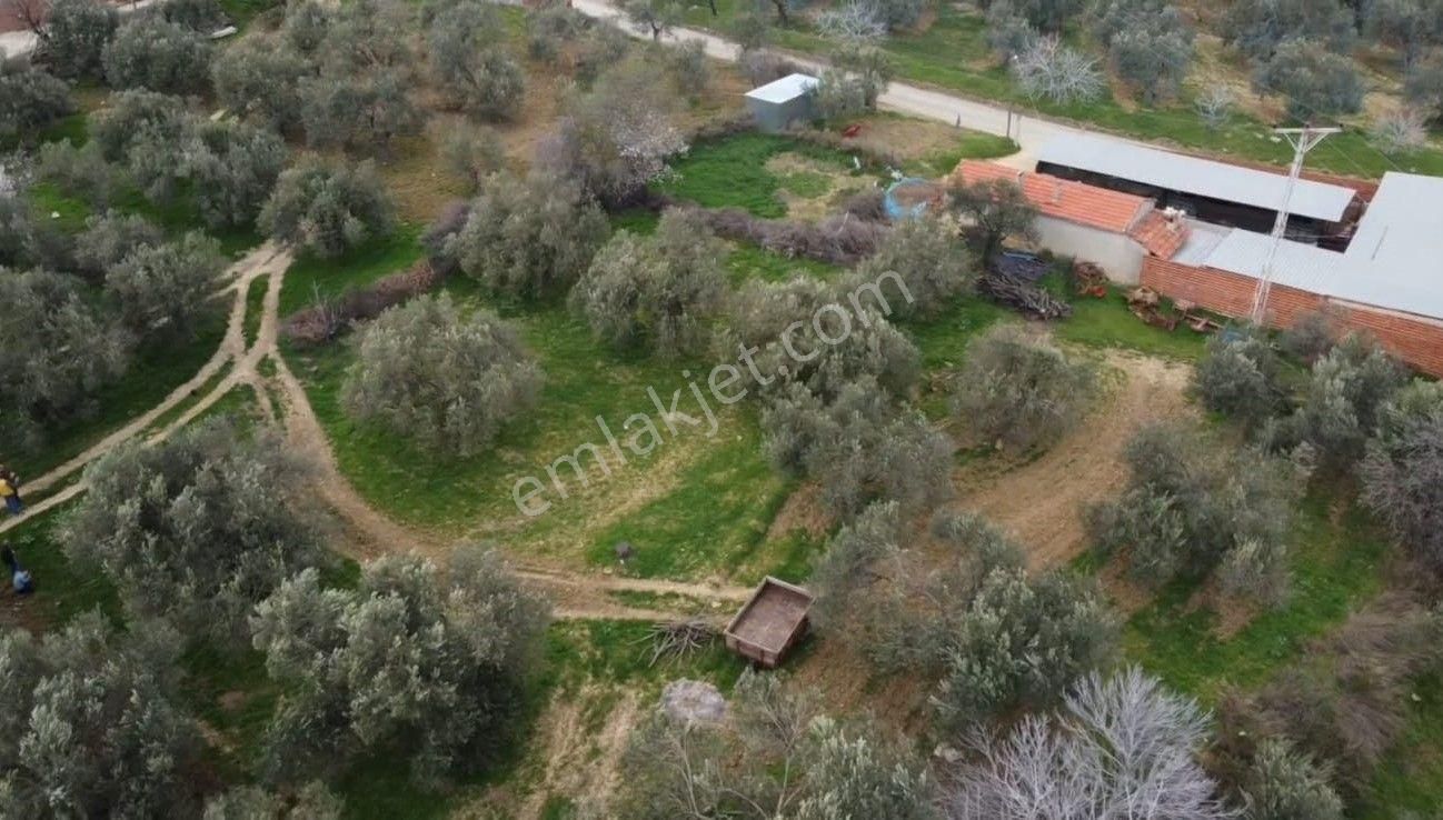 Burhaniye Ağacık Köyiçinde Kadastro Yolu Olan 964 M2 Zeytinlik! - Görsel 8