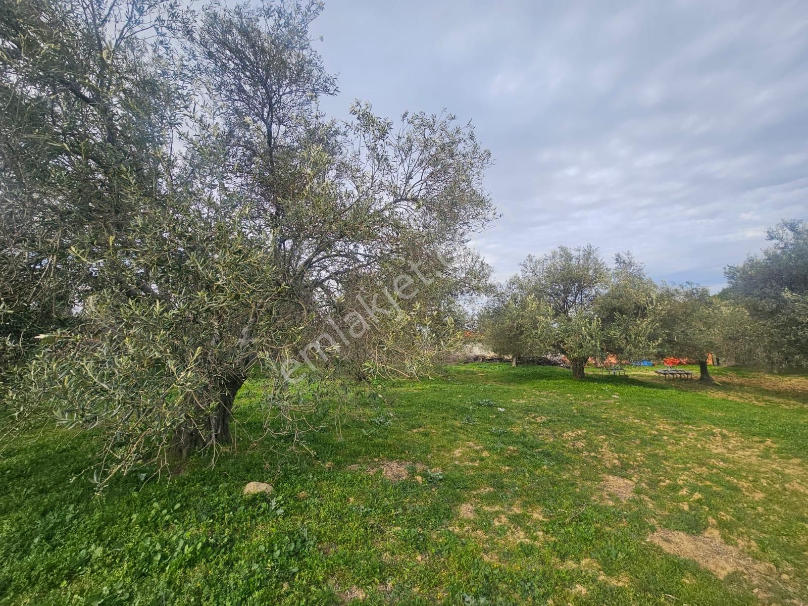 Burhaniye Ağacık Köyiçinde Kadastro Yolu Olan 964 M2 Zeytinlik! - Görsel 15