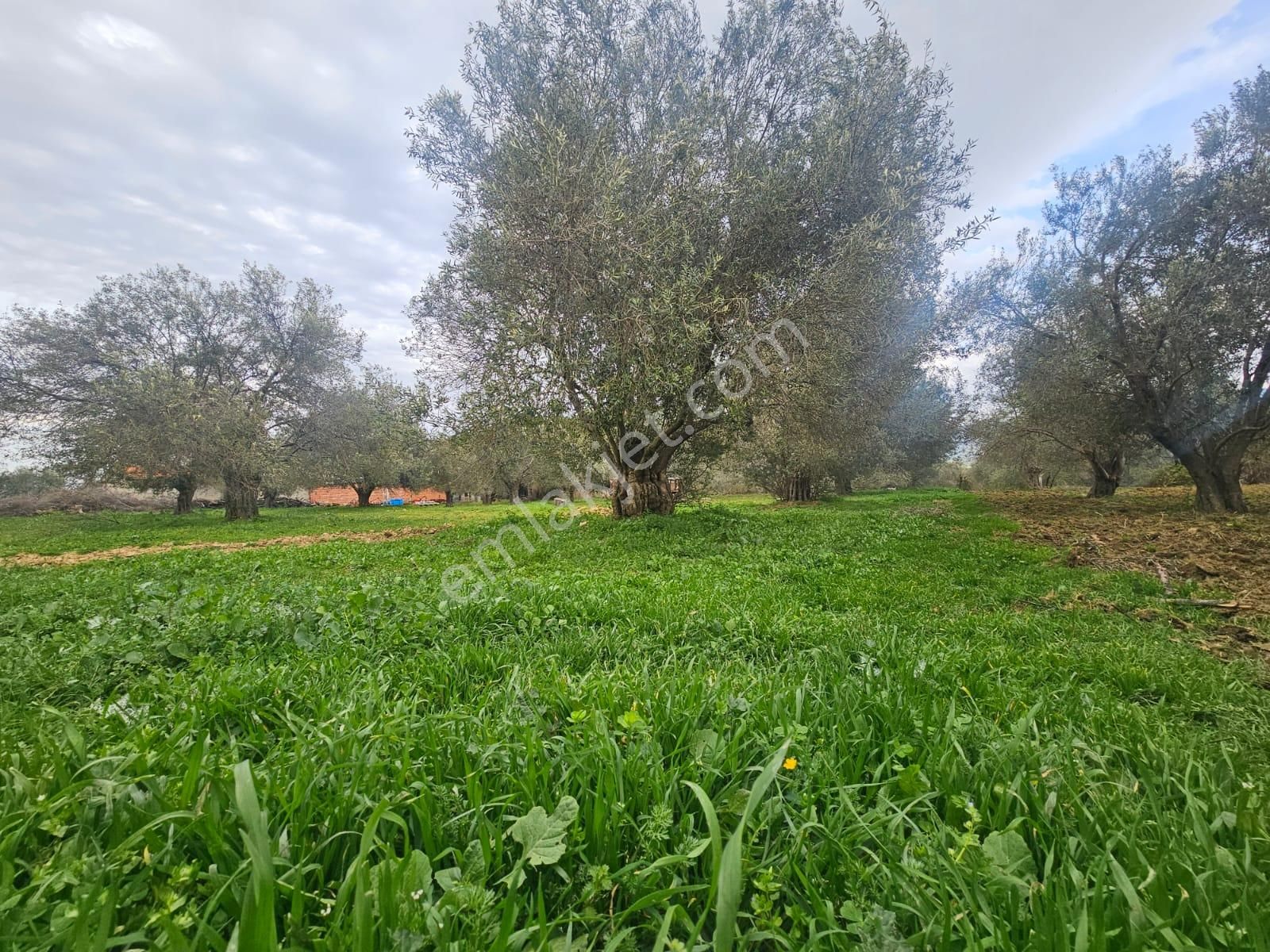 Burhaniye Ağacık Köyiçinde Kadastro Yolu Olan 964 M2 Zeytinlik! - Görsel 5