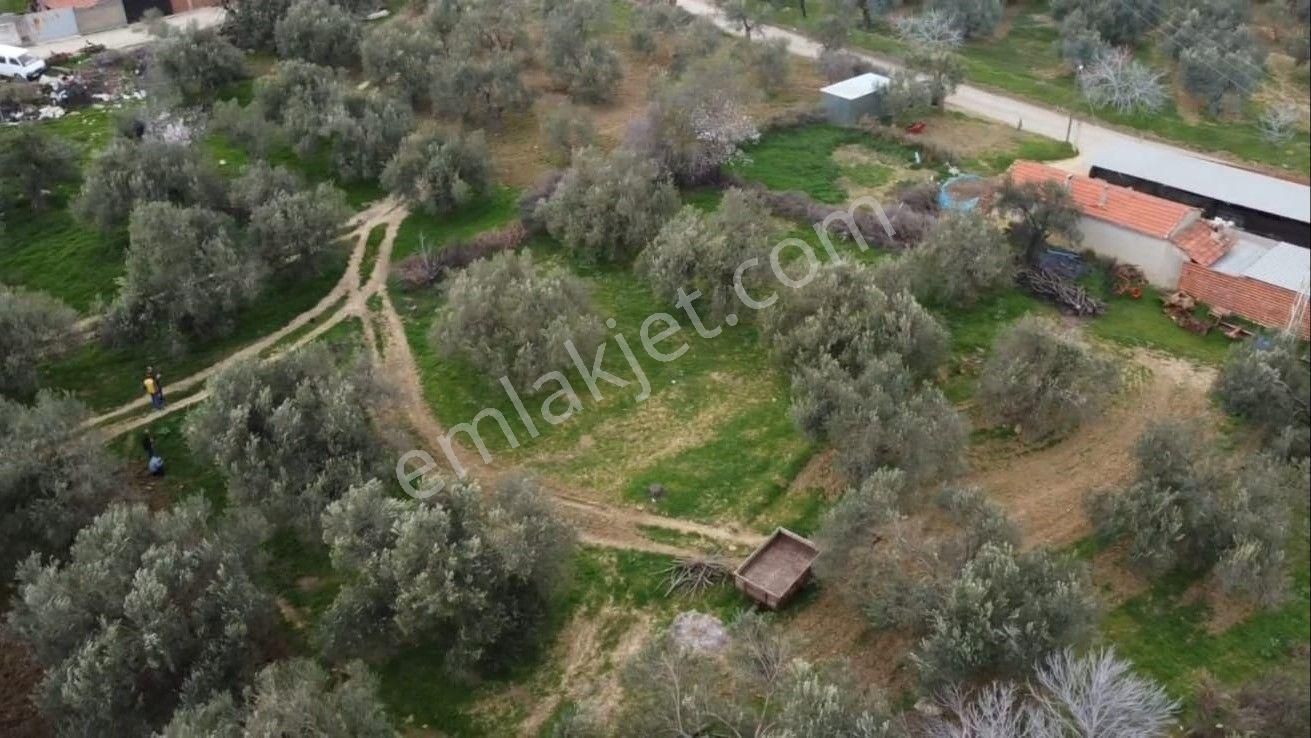 Burhaniye Ağacık Köyiçinde Kadastro Yolu Olan 964 M2 Zeytinlik! - Görsel 9