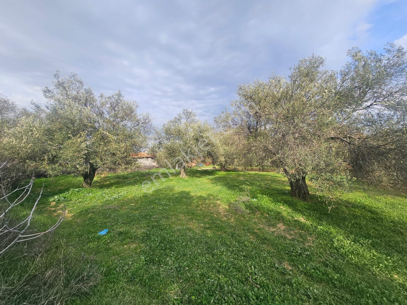 Burhaniye Ağacık Köyiçinde Kadastro Yolu Olan 964 M2 Zeytinlik! - Görsel 12