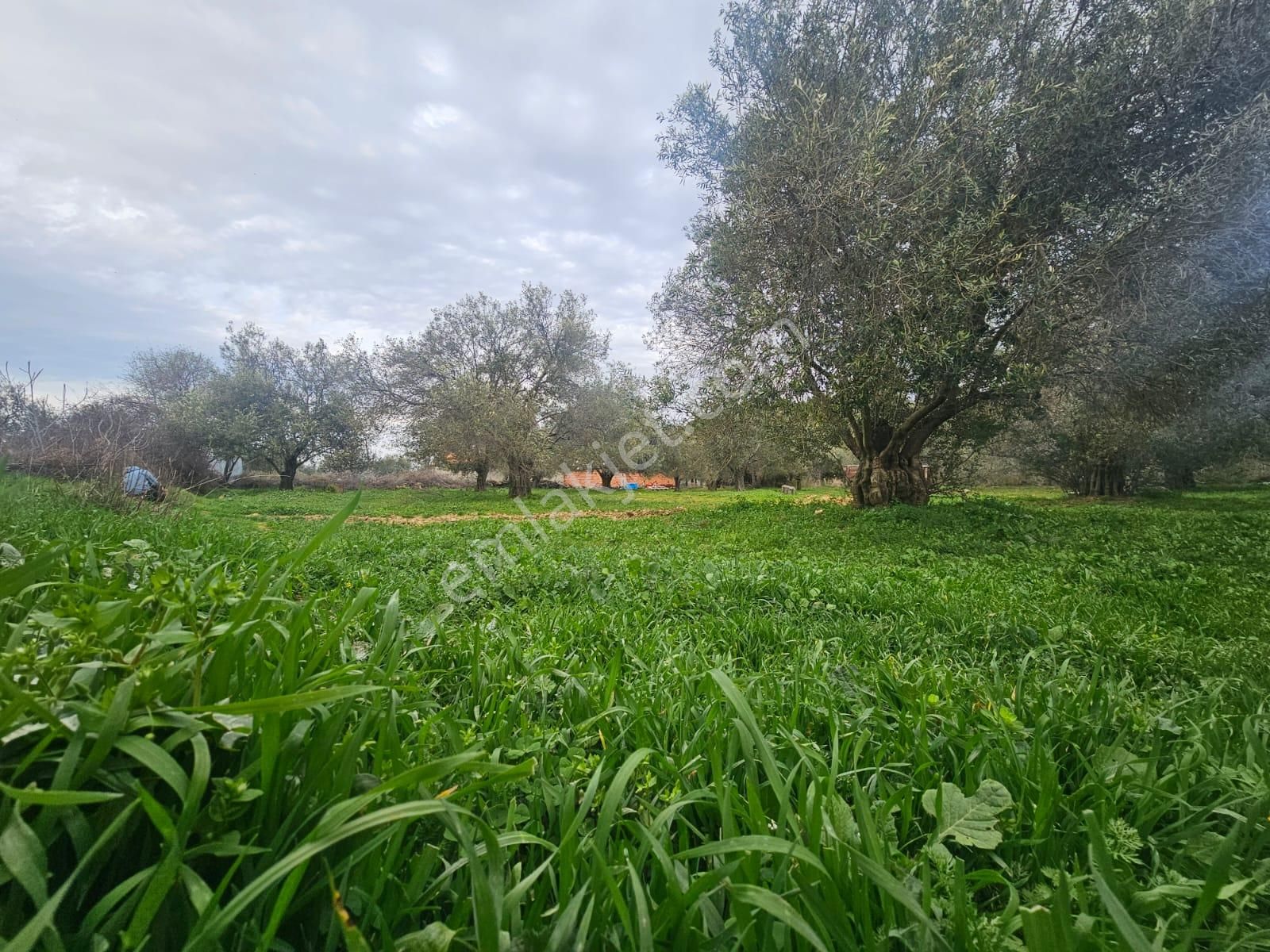 Burhaniye Ağacık Köyiçinde Kadastro Yolu Olan 964 M2 Zeytinlik! - Görsel 4