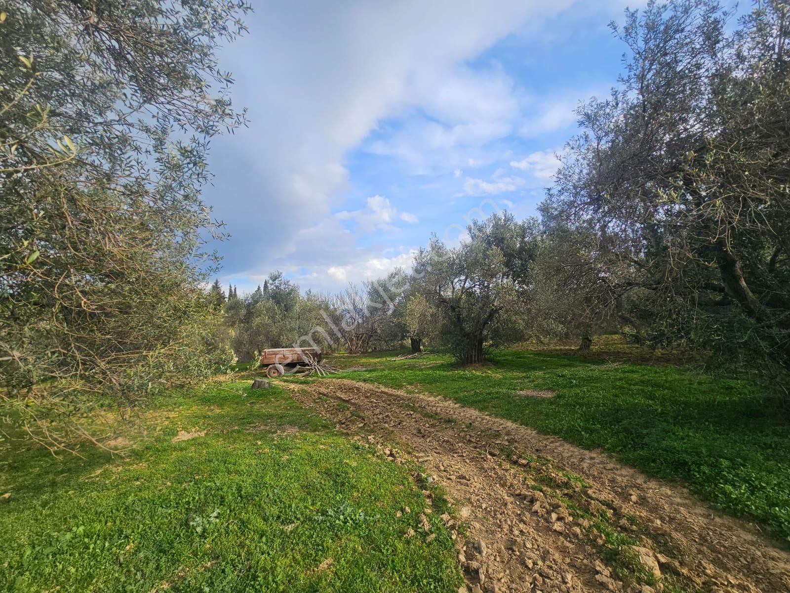 Burhaniye Ağacık Köyiçinde Kadastro Yolu Olan 964 M2 Zeytinlik! - Görsel 13