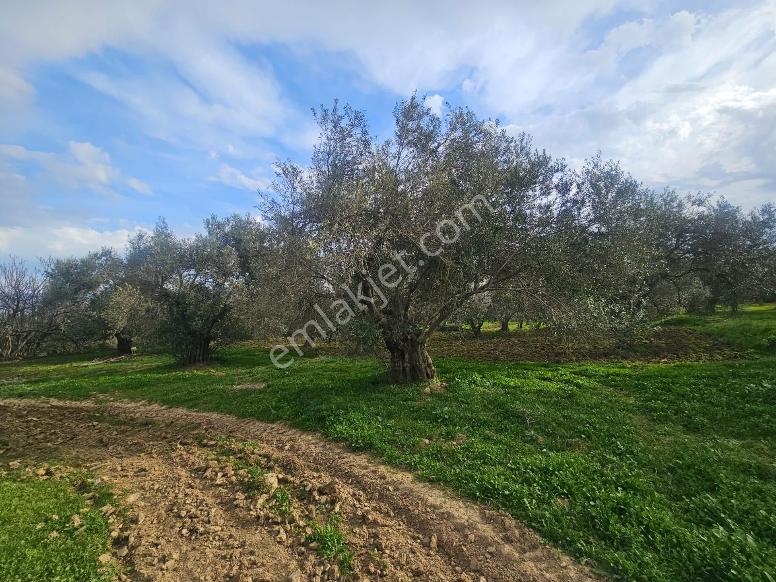 Burhaniye Ağacık Köyiçinde Kadastro Yolu Olan 964 M2 Zeytinlik! - Görsel 16
