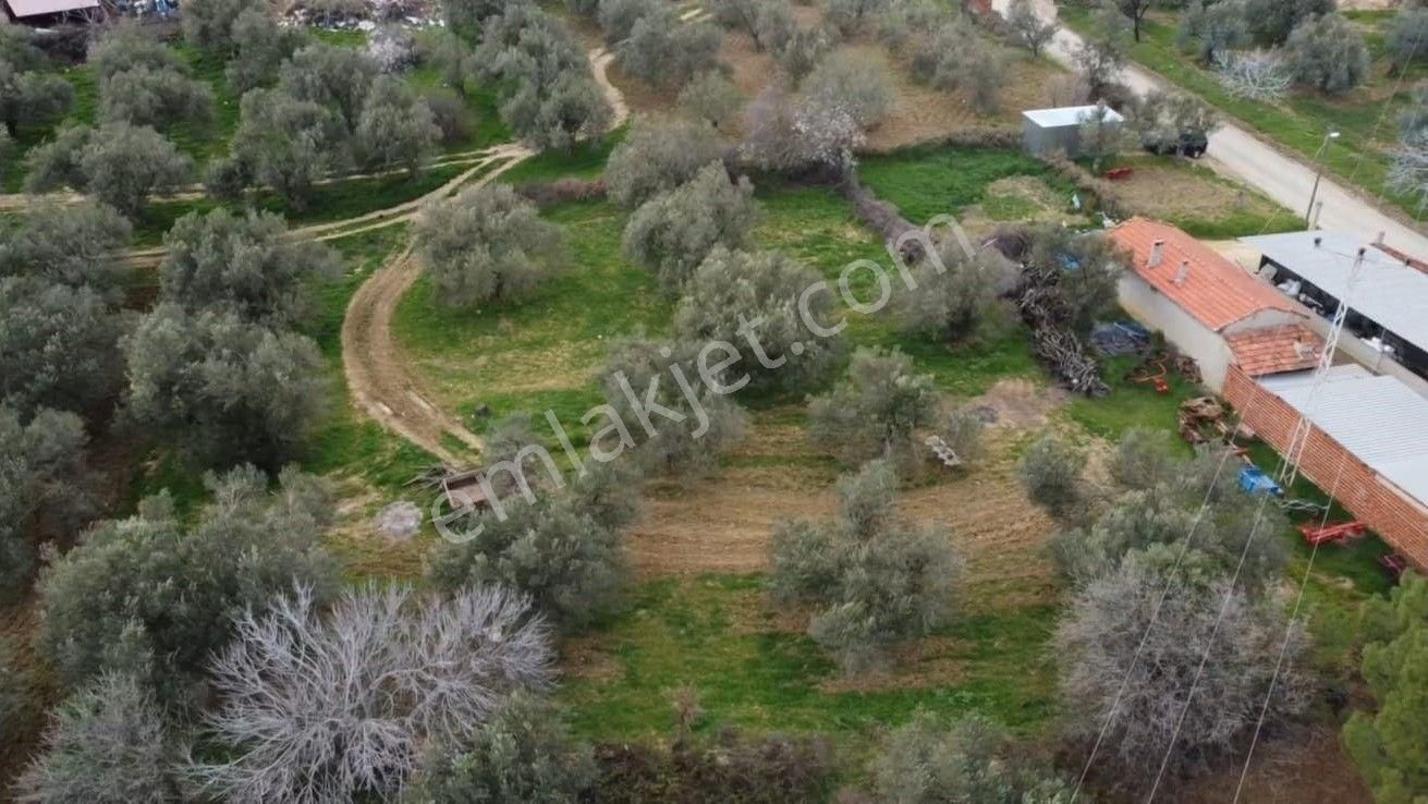 Burhaniye Ağacık Köyiçinde Kadastro Yolu Olan 964 M2 Zeytinlik! - Görsel 7