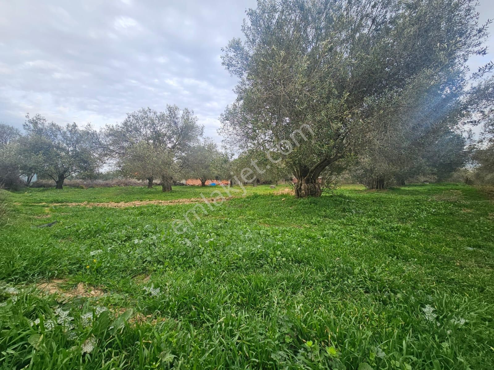 Burhaniye Ağacık Köyiçinde Kadastro Yolu Olan 964 M2 Zeytinlik! - Görsel 6