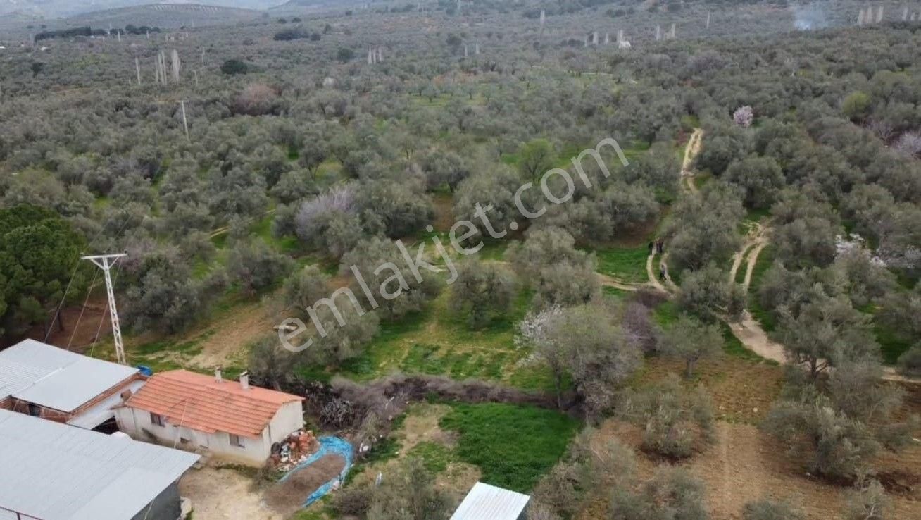 Burhaniye Ağacık Köyiçinde Kadastro Yolu Olan 964 M2 Zeytinlik! - Görsel 2