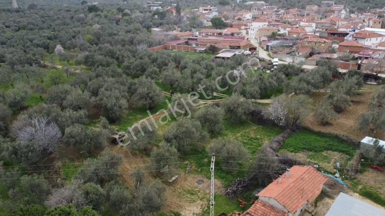 Burhaniye Ağacık Köyiçinde Kadastro Yolu Olan 964 M2 Zeytinlik! - Görsel 3