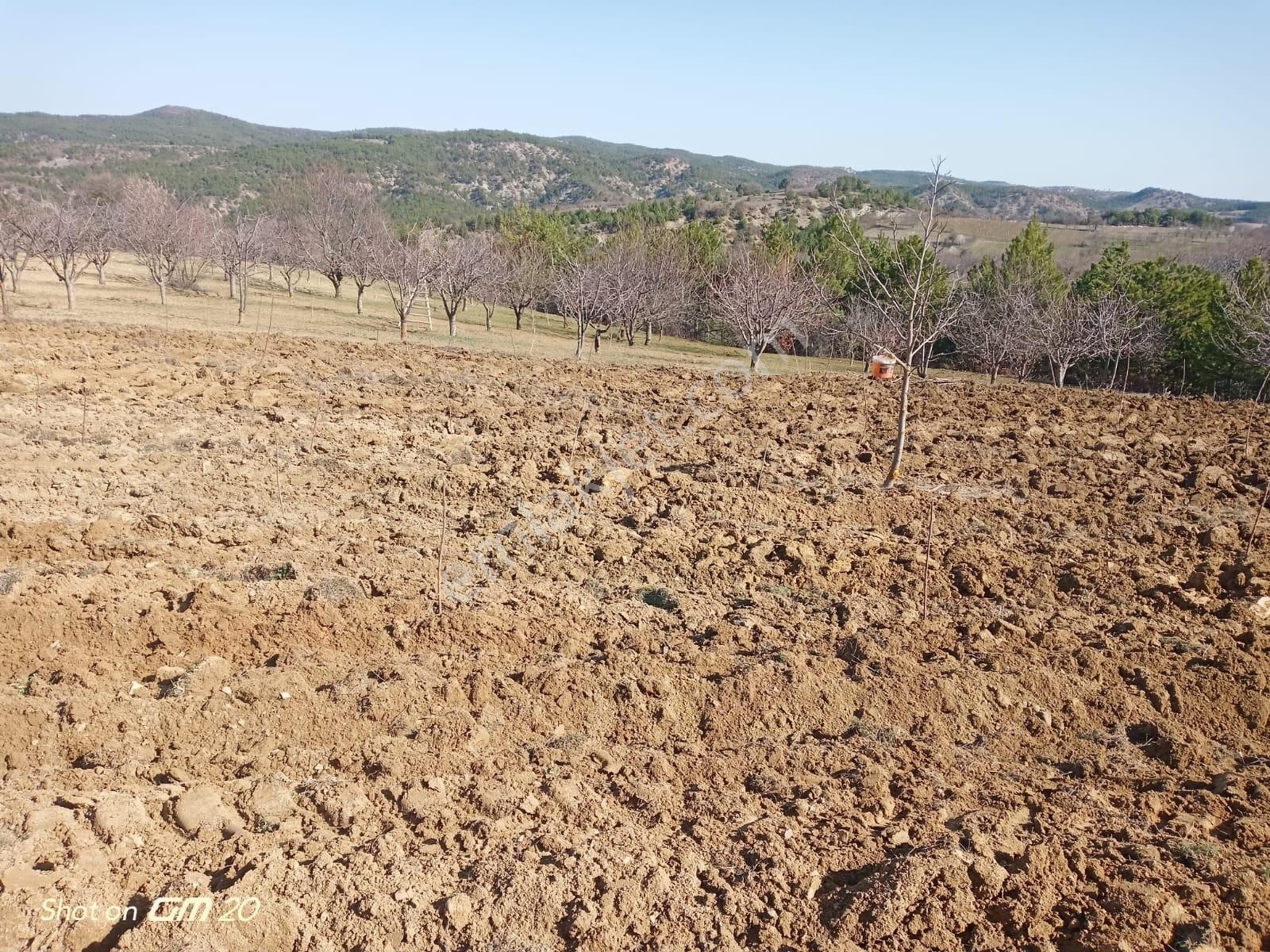 Gölpazarı Hacıköy Köyü Satılık Tarla Bilecik Gölpazarı Hacı Köyü Satılık 2905 M² Tarla Vasıflı Arazi