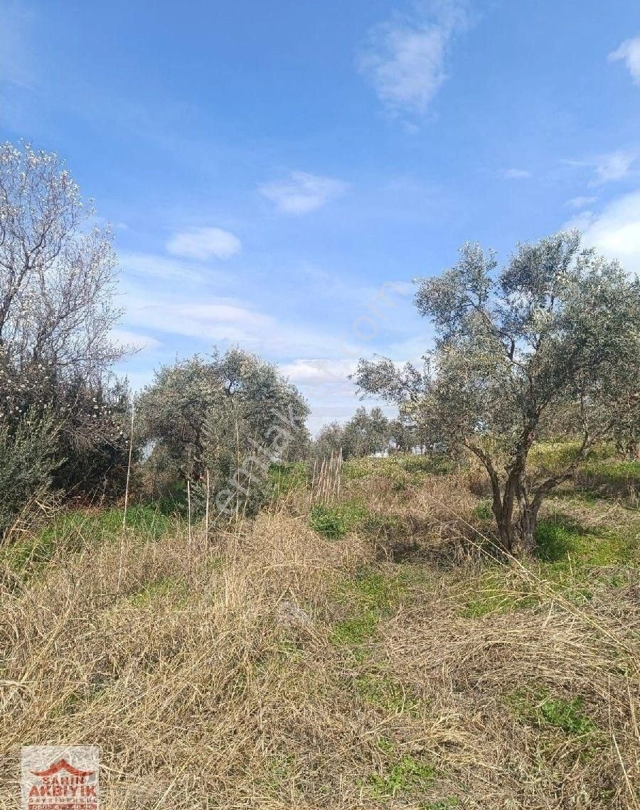 Kemalpaşa Armutlu 5 Dönüme Yakın Bağ Ve Evi 2+1 100 M2 - Görsel 20