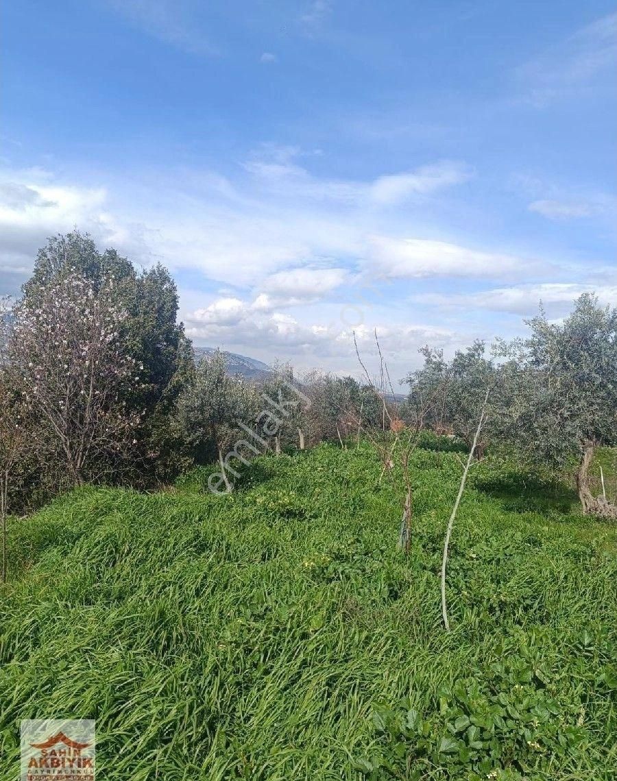 Kemalpaşa Armutlu 5 Dönüme Yakın Bağ Ve Evi 2+1 100 M2 - Görsel 6