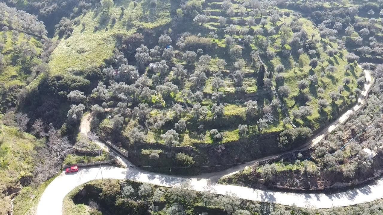 A Plus Gayrimenkulden Yolu Cepheli Elektrik Su Bulunan Zeytinlik - Görsel 7