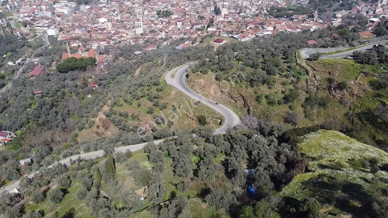 A Plus Gayrimenkulden Yolu Cepheli Elektrik Su Bulunan Zeytinlik - Görsel 4