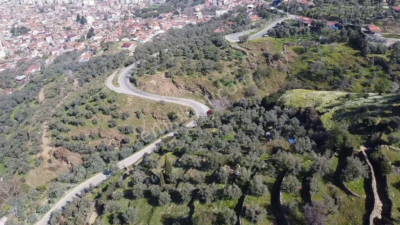 A Plus Gayrimenkulden Yolu Cepheli Elektrik Su Bulunan Zeytinlik - Görsel 3