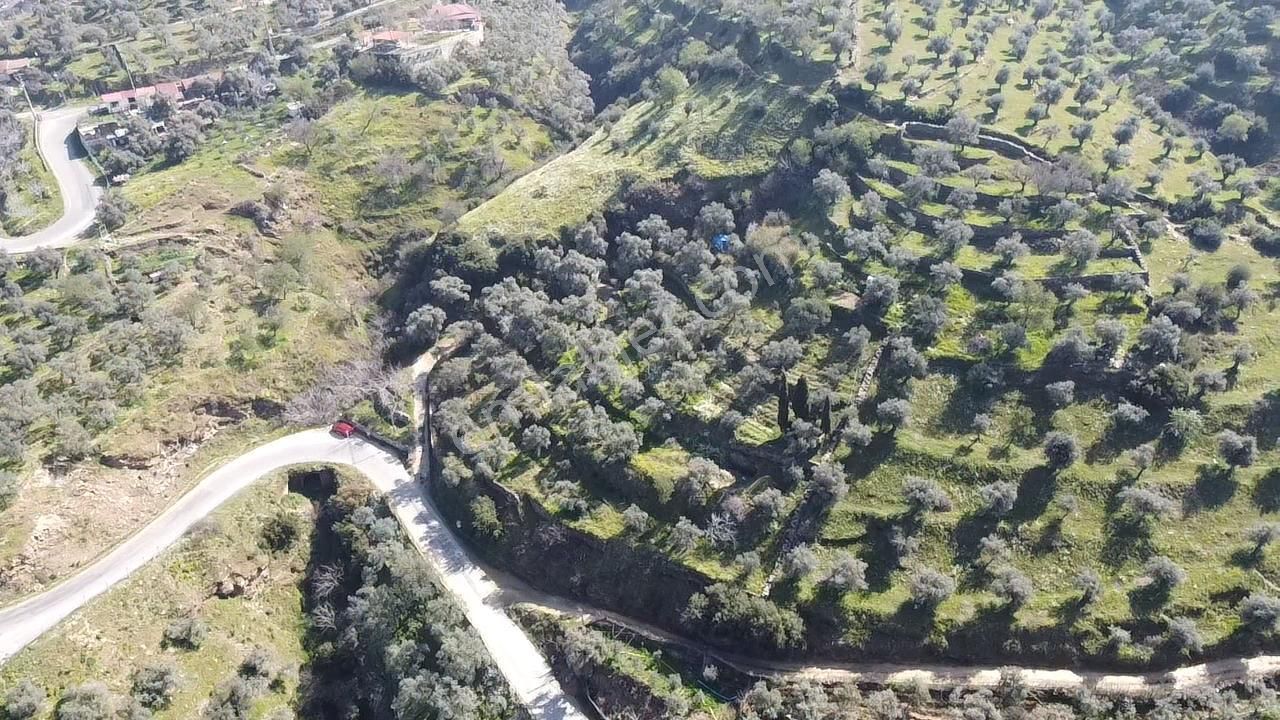 A Plus Gayrimenkulden Yolu Cepheli Elektrik Su Bulunan Zeytinlik - Görsel 5