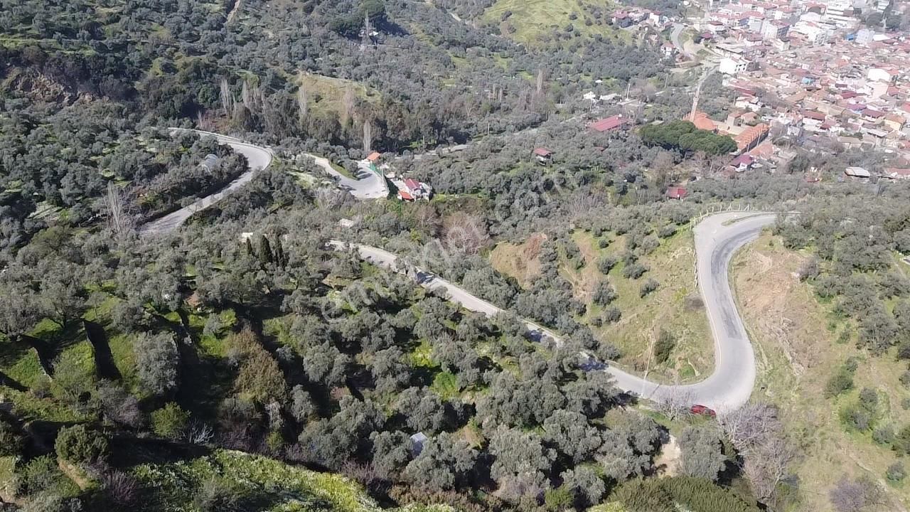 A Plus Gayrimenkulden Yolu Cepheli Elektrik Su Bulunan Zeytinlik - Görsel 8