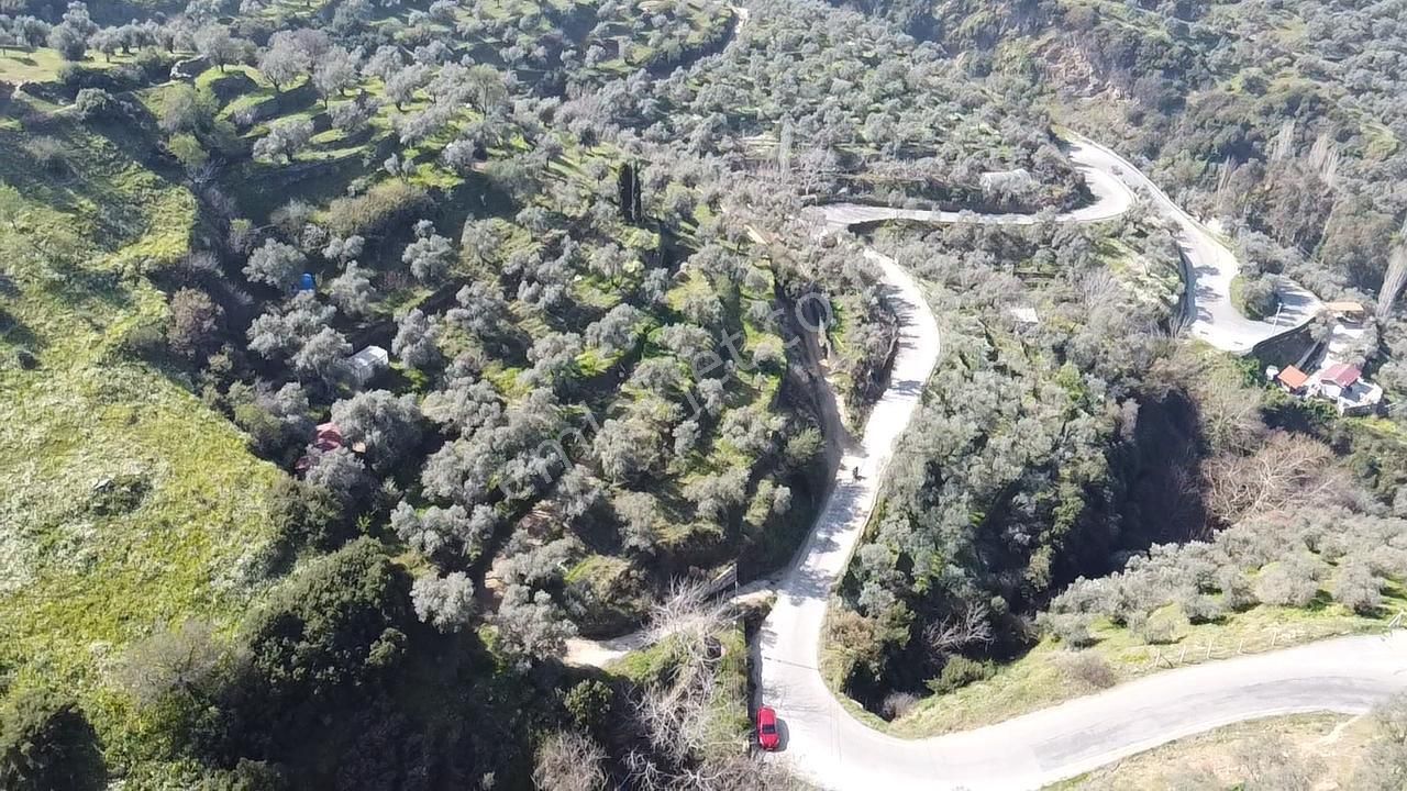 A Plus Gayrimenkulden Yolu Cepheli Elektrik Su Bulunan Zeytinlik - Görsel 6