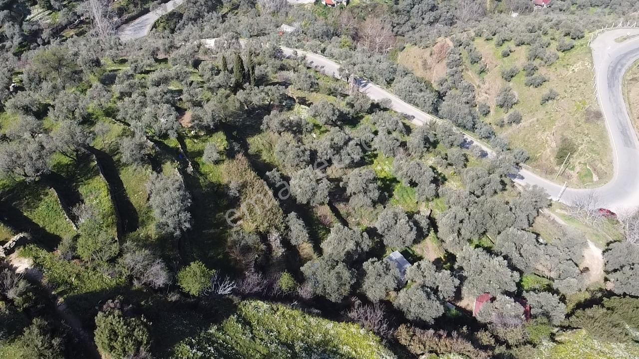 A Plus Gayrimenkulden Yolu Cepheli Elektrik Su Bulunan Zeytinlik - Görsel 2