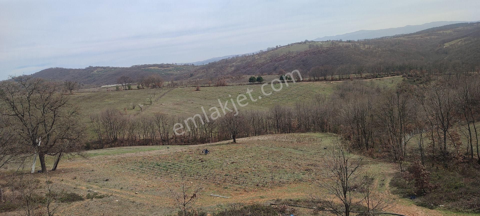 İznik Yürükler Satılık Tarla Bursa İznik Yörükler Mahallesinde Resmi Kadostrol Yola Cephe Satılık Fırsat Tarla