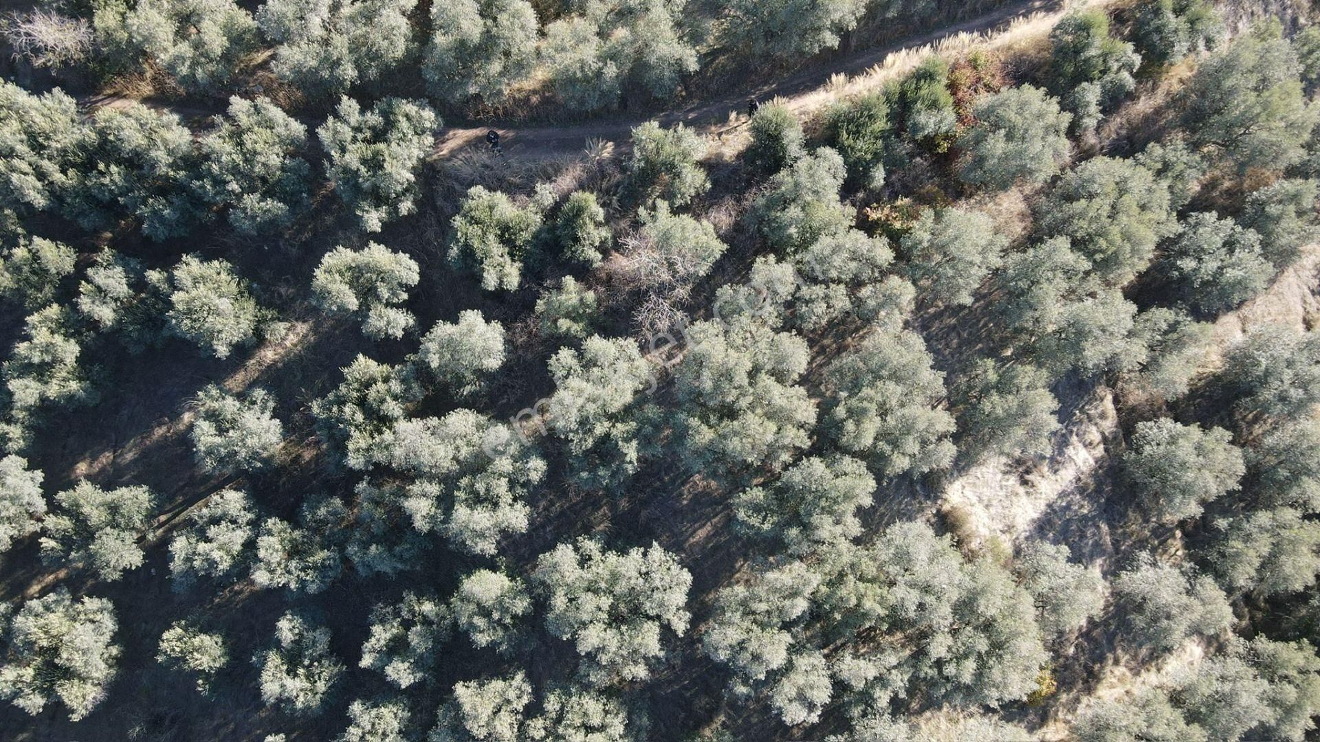 Bandırma Edincik' Te Deniz Manzaralı 955 M² Satılık Zeytinlik - Görsel 19