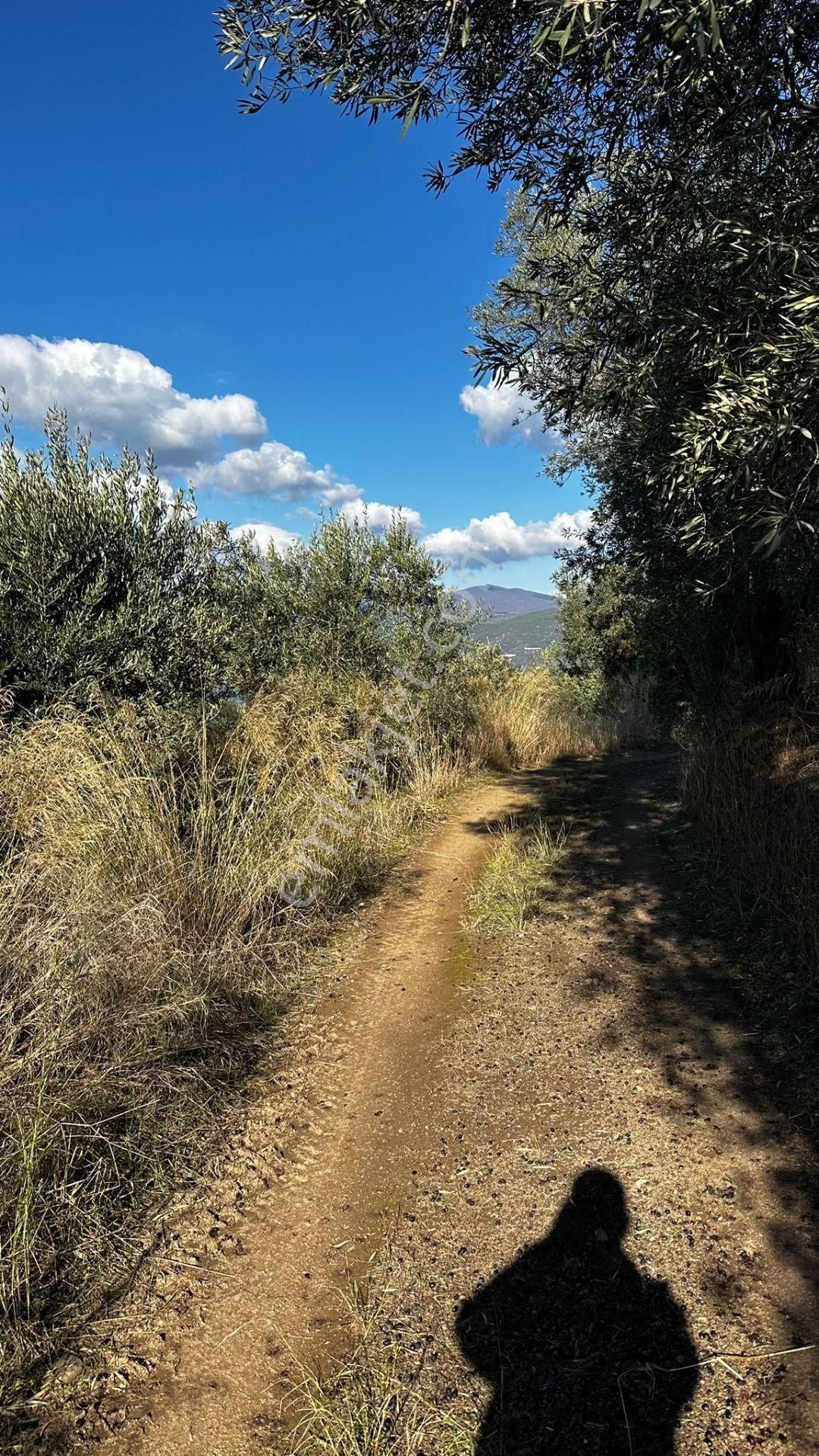 Bandırma Edincik' Te Deniz Manzaralı 955 M² Satılık Zeytinlik - Görsel 10