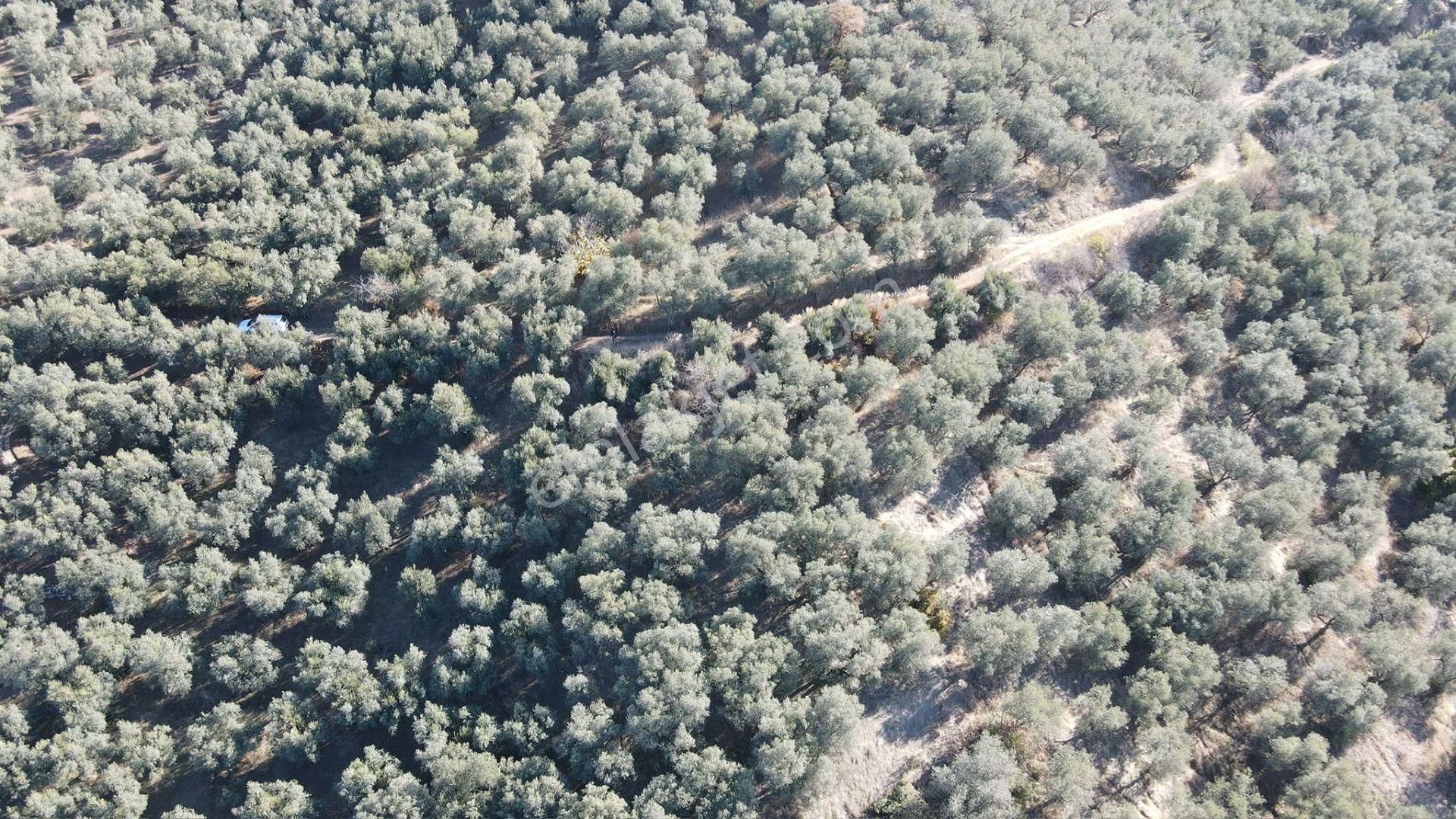 Bandırma Edincik' Te Deniz Manzaralı 955 M² Satılık Zeytinlik - Görsel 12