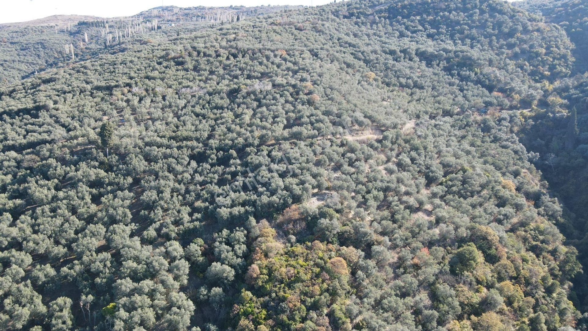 Bandırma Edincik' Te Deniz Manzaralı 955 M² Satılık Zeytinlik - Görsel 4