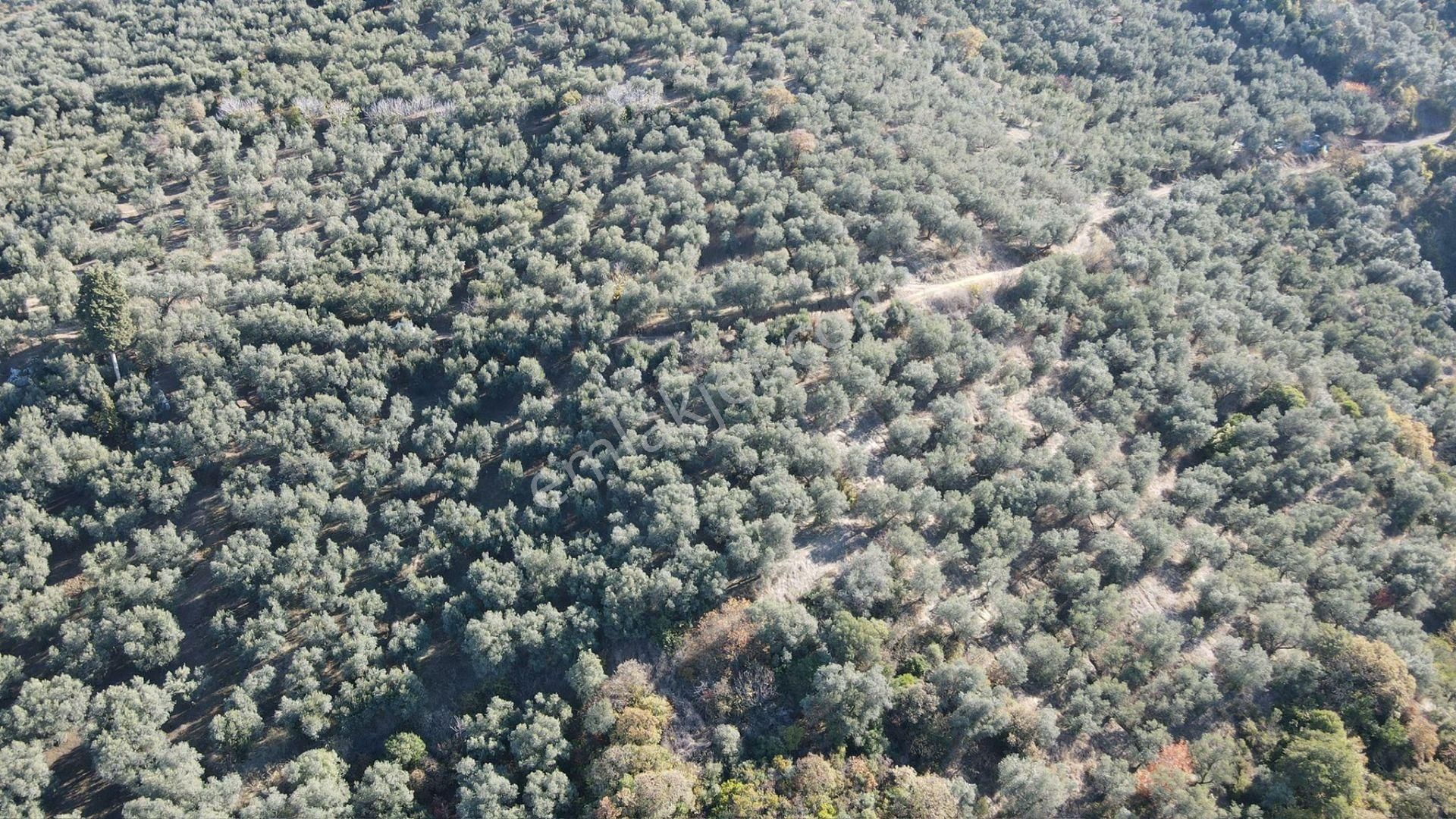 Bandırma Edincik' Te Deniz Manzaralı 955 M² Satılık Zeytinlik - Görsel 22