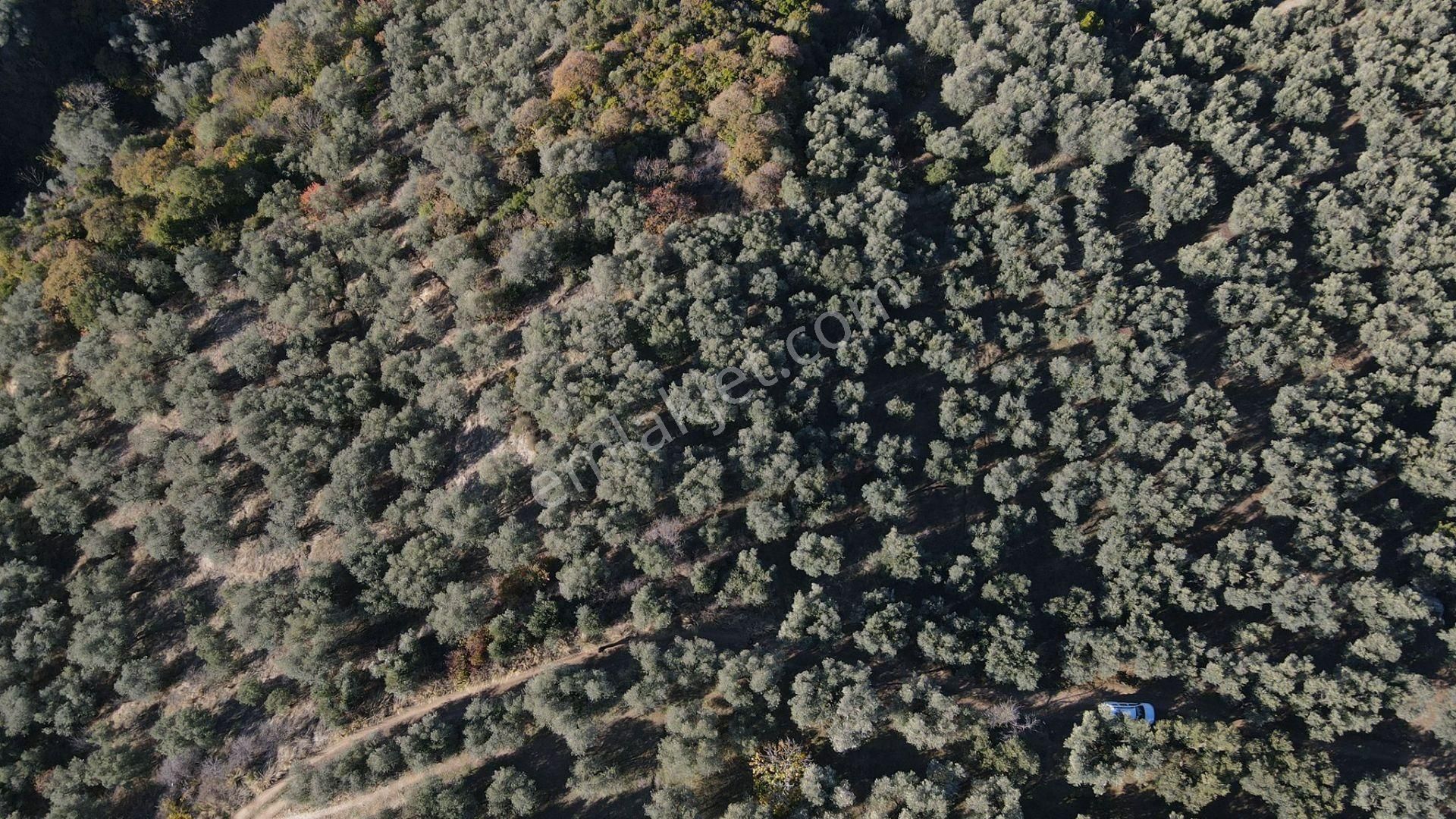 Bandırma Edincik' Te Deniz Manzaralı 955 M² Satılık Zeytinlik - Görsel 16