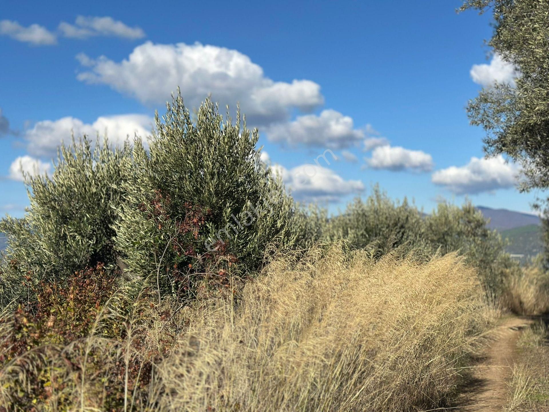 Bandırma Edincik' Te Deniz Manzaralı 955 M² Satılık Zeytinlik - Görsel 30