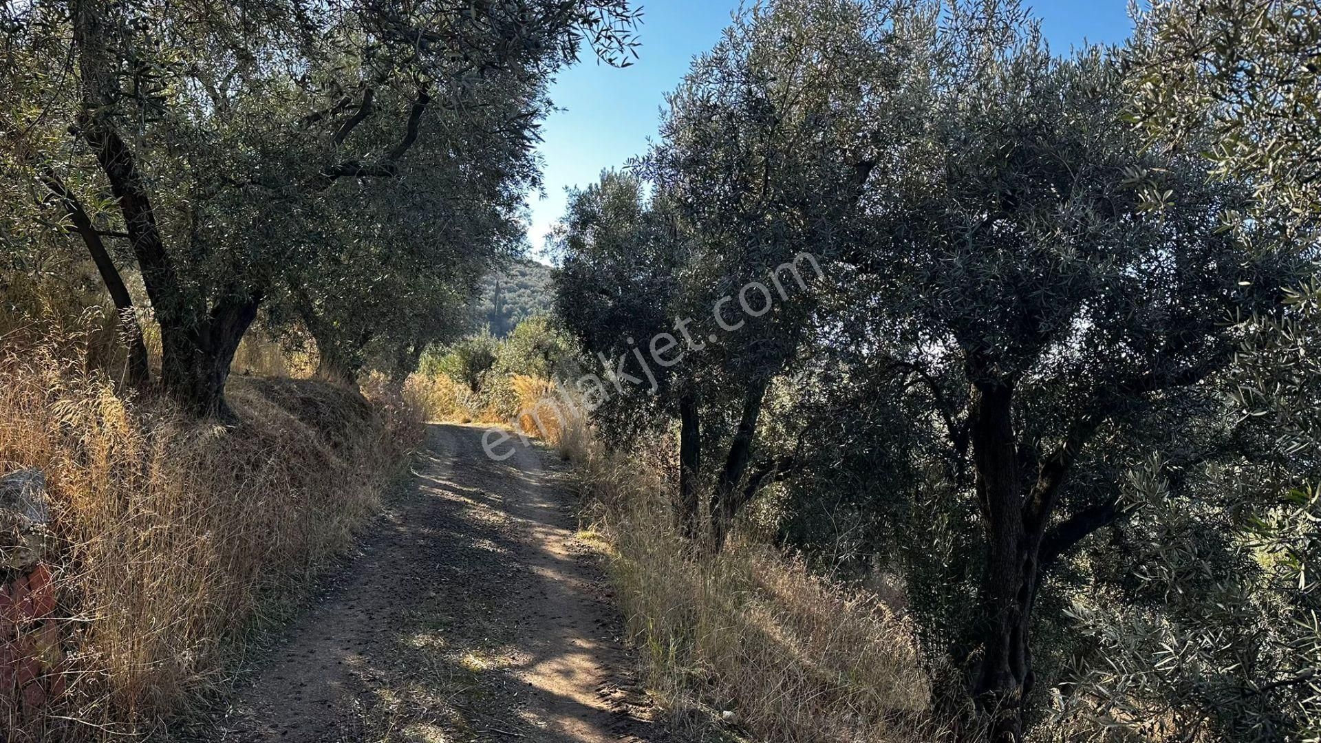 Bandırma Edincik' Te Deniz Manzaralı 955 M² Satılık Zeytinlik - Görsel 11