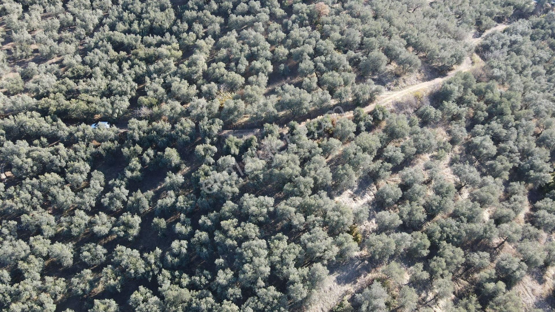 Bandırma Edincik' Te Deniz Manzaralı 955 M² Satılık Zeytinlik - Görsel 24