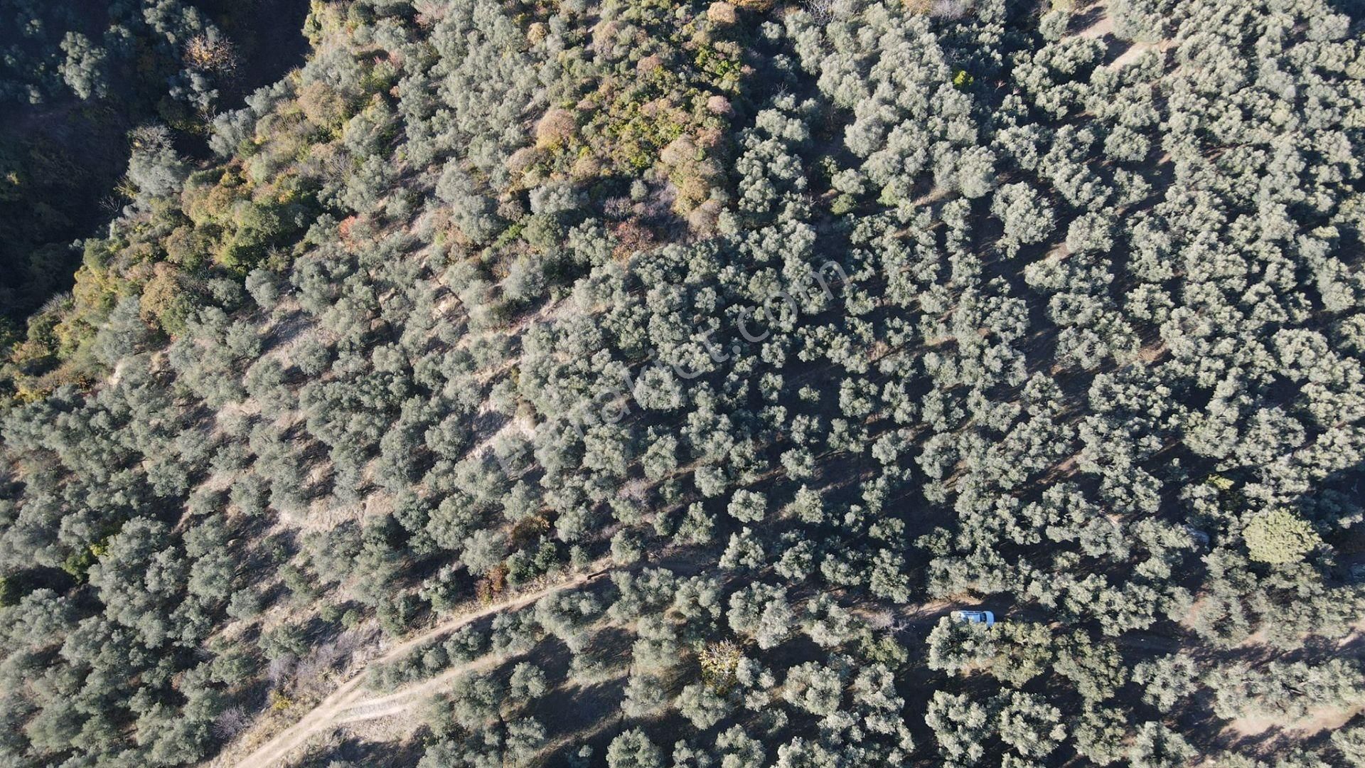 Bandırma Edincik' Te Deniz Manzaralı 955 M² Satılık Zeytinlik - Görsel 15