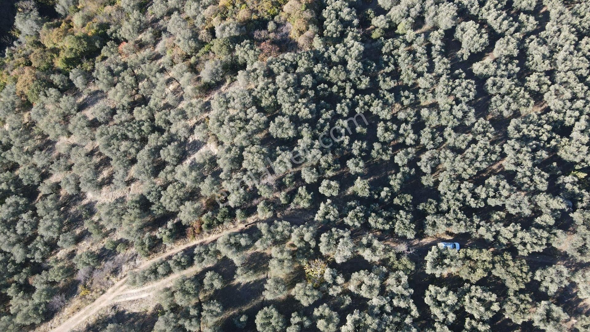 Bandırma Edincik' Te Deniz Manzaralı 955 M² Satılık Zeytinlik - Görsel 13