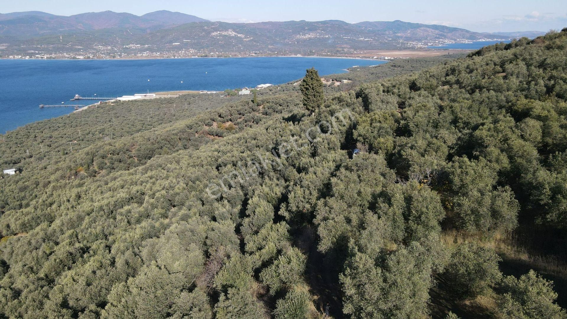 Bandırma Edincik' Te Deniz Manzaralı 955 M² Satılık Zeytinlik - Görsel 3