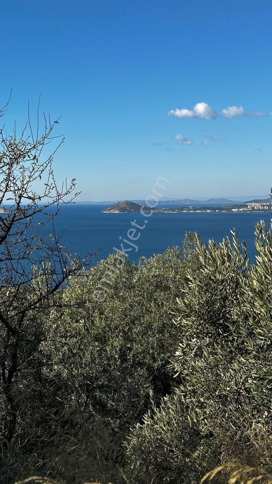 Bandırma Edincik' Te Deniz Manzaralı 955 M² Satılık Zeytinlik - Görsel 29