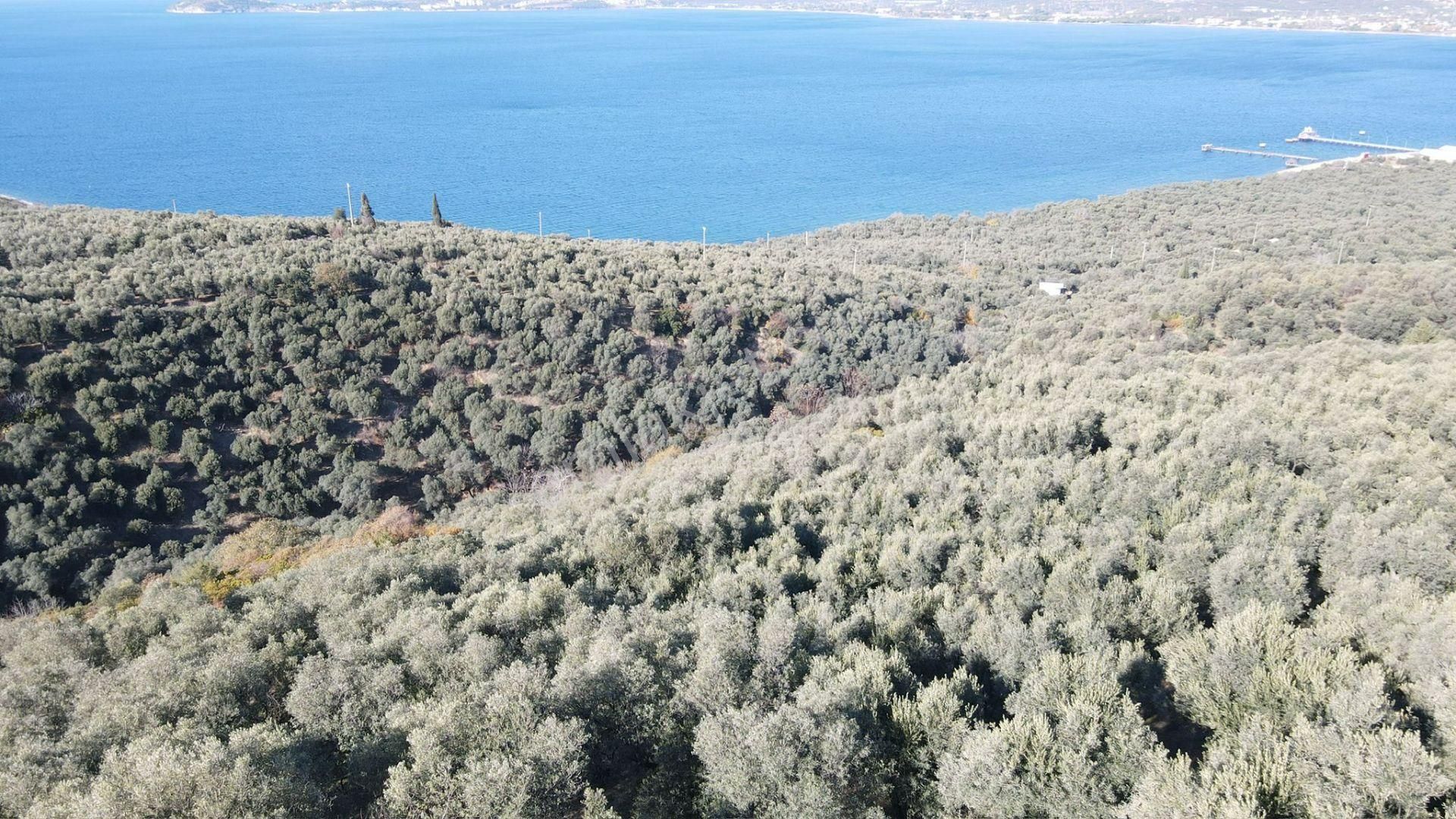 Bandırma Edincik' Te Deniz Manzaralı 955 M² Satılık Zeytinlik - Görsel 21